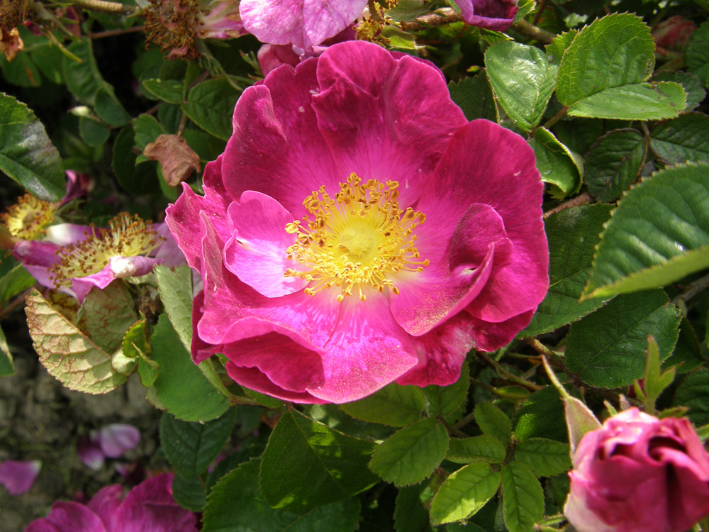 Rose La Belle Sultane